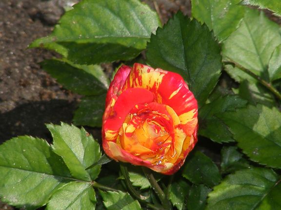 Isolde Hit photo 2014_06080016_zps3d8c4894.jpg